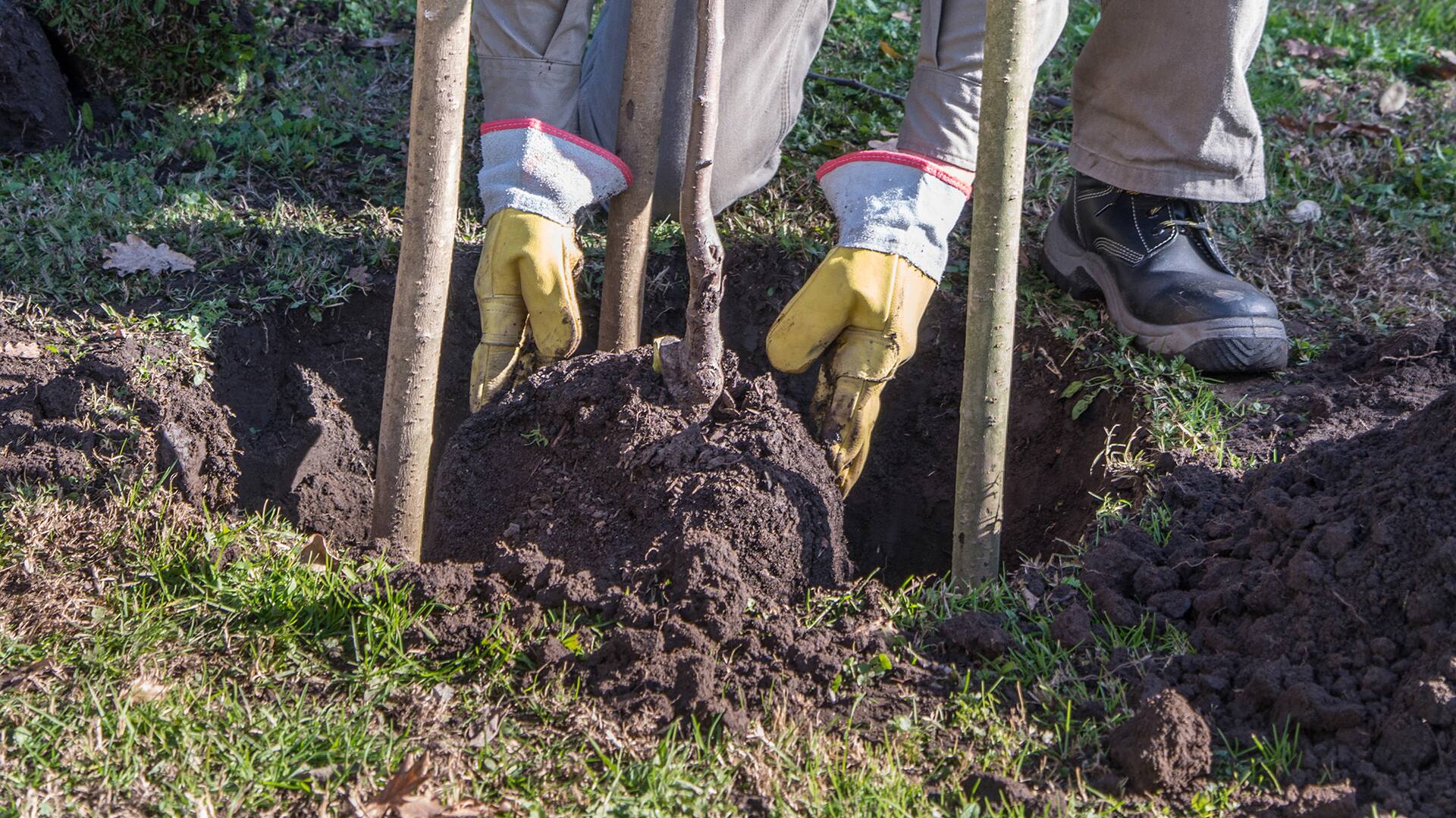 .En esta época se trasplantan sólo especies que entren en receso, ya que sufrirán menos el estrés
