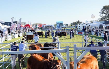“En esta exposición estará toda la cadena de la carne vacuna porque en la pista va a estar la punta de la genética, con las cabañas que producen la mejor genética Angus, pero también va a haber remates de siete consignatarias, donde se va a mostrar la otra punta de la genética”, afirmó Derito