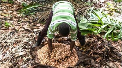 En esta finca en la República Democrática del Congo, los granos se ponen en un hoyo para que fermenten