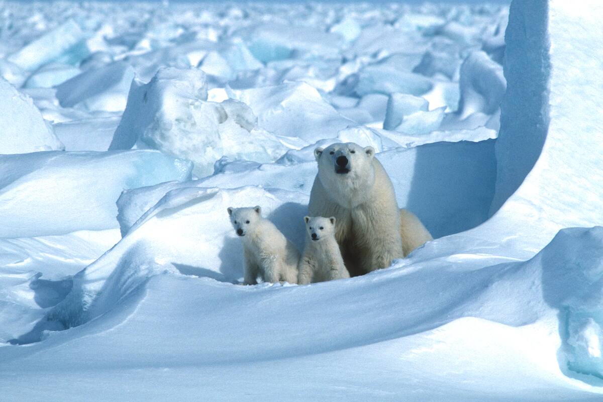 En esta foto de archivo que se puso a disposición el 17 de julio de 2020 por Polar Bears International, se muestra a un oso polar con sus cachorros en el hielo marino, al noreste de Prudhoe Bay en Alaska en 1985