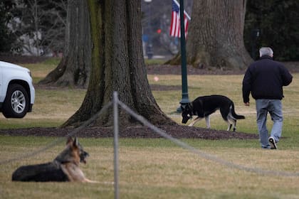 En esta foto de archivo tomada el 25 de enero de 2021, se ven los perros Champ y Major en el jardín sur de la Casa Blanca en Washington, DC.