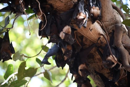 En esta foto de archivo tomada el 28 de abril de 2020, los murciélagos se aferran a las extremidades inferiores de un árbol de Banyan, en el campus del Gujarat College en Ahmedabad