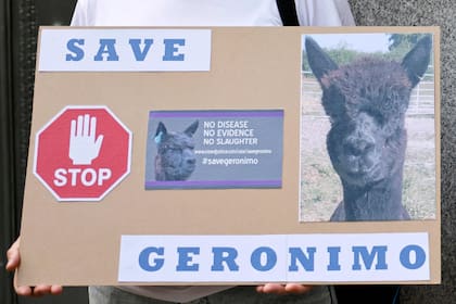 En esta foto de archivo tomada el 9 de agosto de 2021, un manifestante sostiene una pancarta frente al Departamento de Medio Ambiente, Alimentación y Asuntos Rurales para protestar contra la decisión de sacrificar a "Gerónimo", una alpaca que dio positivo por tuberculosis bovina