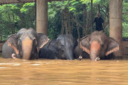 En esta foto, proporcionada por el Parque Natural de Elefantes, aparecen tres de los aproximadamente 100 elefantes que quedaron varados en las inundaciones del parque, en la provincia de Chiang Mai, Tailandia, el jueves 3 de octubre de 2024. (Darrick Thompson/ Parque Natural de Elefantes Vía AP)