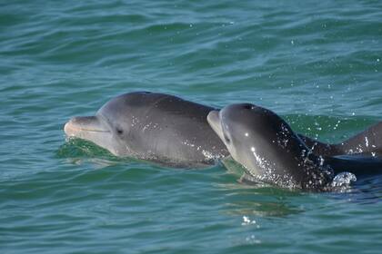 En esta fotografía, delfines nariz de botella nadan en aguas abiertas frente a la bahía de Sarasota, en Florida (Sarasota Dolphin Research Program vía AP)