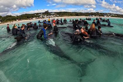 En esta fotografía proporcionada por el Departamento de Biodiversidad, Conservación y Atracciones, rescatistas conducen a ballenas piloto de aleta larga a aguas más profundas, el miércoles 26 de julio de 2023, en la playa Cheynes, Australia. (DBCA via AP)