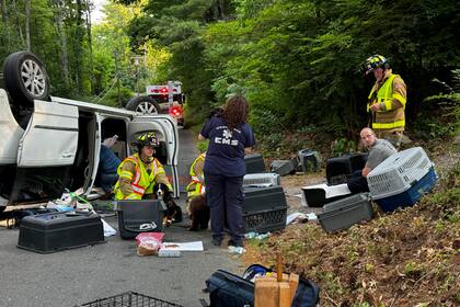 En esta fotografía proporcionada por la asociación de bomberos de Woodstock, se muestra una camioneta volcada que llevaba más de una decena de cachorros, el jueves 20 de junio de 2024, en Woodstock, Connecticut. (Josh Bottone/Woodstock Volunteer Fire Association via AP)