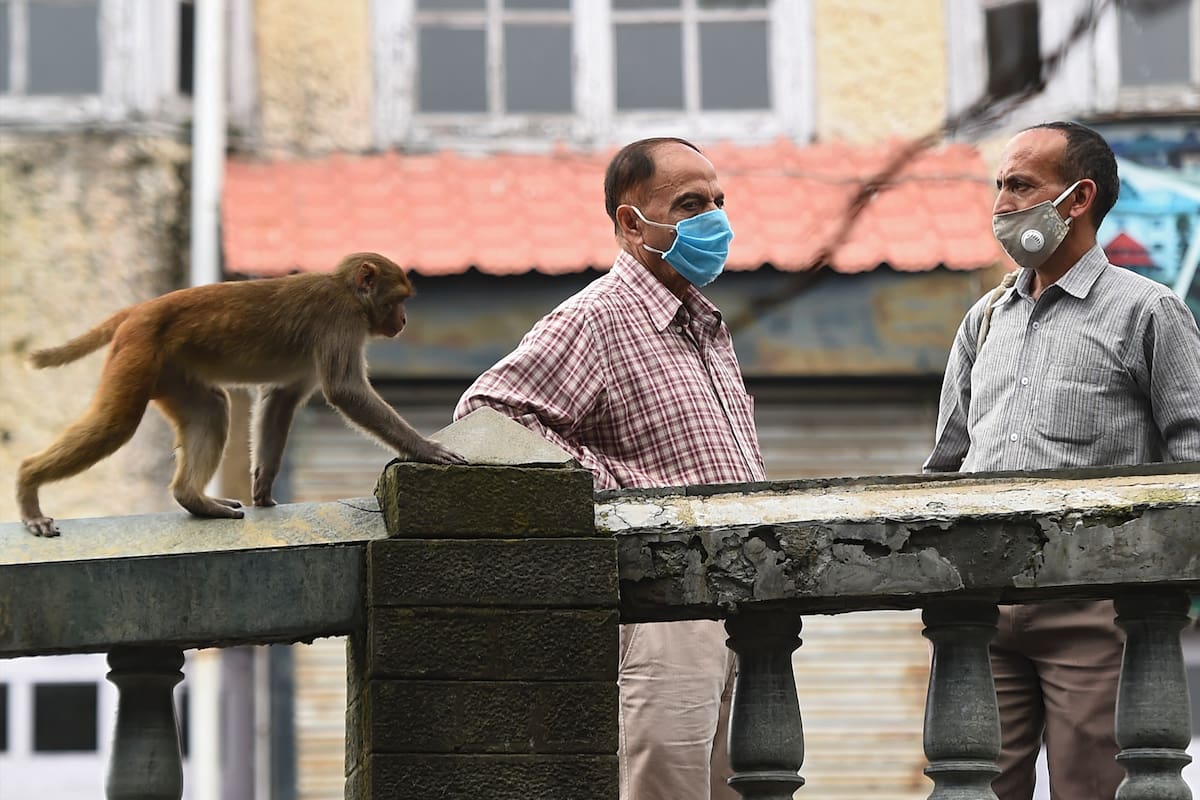 En esta fotografía tomada el 29 de agosto de 2020, un mono pasa junto a personas paradas en una carretera en Shimla, la India