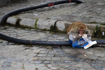 En esta fotografía tomada el 29 de agosto de 2020, un mono come de una caja de pizza en una calle de Shimla
