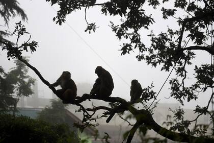 En esta fotografía tomada el 30 de agosto de 2020, los monos se sientan en un árbol junto a una zona residencial en Shimla