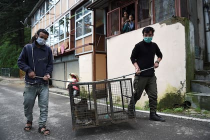 En esta fotografía tomada el 30 de agosto de 2020, los funcionarios del Departamento Forestal de Shimla llevan una jaula con dos monos adentro capturados en un área residencial en Shimla