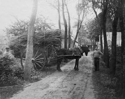 En esta fotografía, tomada entre 1900 y 1911, se pueden identificar los álamos que bordean ambos lados de la Weverstraat (De Drijehornick Sociedad de Historia Local)