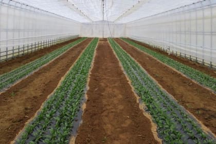 En esta granja en Itate se cultivan vegetales sin rastros de cesio
