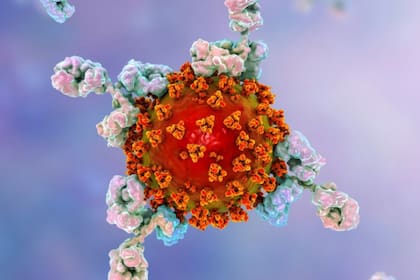 En esta ilustración se ve a los anticuerpos (en blanco) uniéndose a la proteínas del virus que causa covid