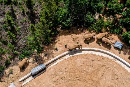 En esta imagen aérea distribuida por la agencia china de noticias Xinhua, una manada de elefantes salvajes avanza por el condado de E'shan, en la provincia de Yunnan, en el suroeste de China, el 28 de mayo de 2021