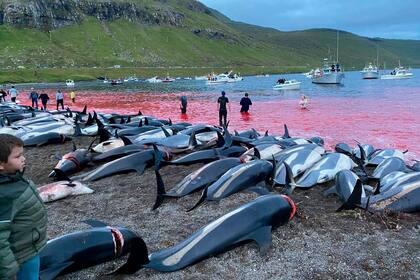 En esta imagen difundida por el grupo ambientalista Sea Shepherd, se ven los cadáveres de delfines de costados blancos sobre la playa después de haber sido sacrificados en aguas de la isla Eysturoy, que es parte de las islas Feroe, el domingo 12 de septiembre de 2021. (Sea Shepherd vía AP)