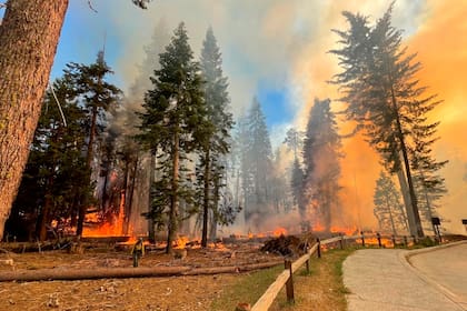 En esta imagen proporcionada por el Servicio de Parques Nacionales, un bombero camina cerca de Mariposa Grove mientras el incendio Washburn arde en el Parque Nacional de Yosemite, California