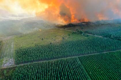 En esta imagen proporcionada por la brigada de bomberos de la región de Gironde (SDIS 33) muestra un incendio forestal cerca de Landiras, en el suroeste de Francia, el domingo 17 de julio de 2022.   (SDIS 33 via AP)