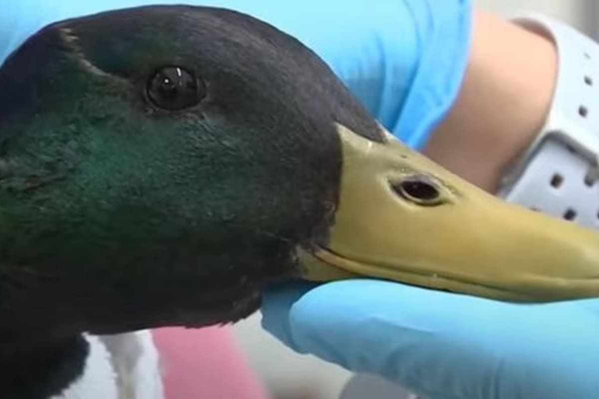 En esta imagen se aprecia al pato que estuvo a punto de morir atravesado por una flecha (Foto: Inside Edition / YouTube)