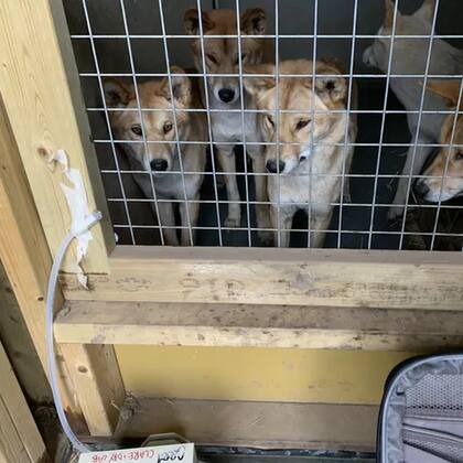En esta imagen se ve a unos dingos del zoológico de Hamerton junto a un dispositivo para capturar su ADN