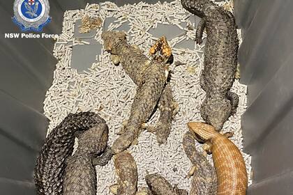 En esta imagen sin fecha, distribuida por la Policía de Nueva Gales del Sur, lagartos australianos, en un contenedor tras ser confiscados a contrabandistas. (Policía de Nueva Gales del Sur vía AP)