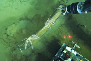 Hallan en el fondo del océano un “cementerio” de ballenas que alberga nuevas especies