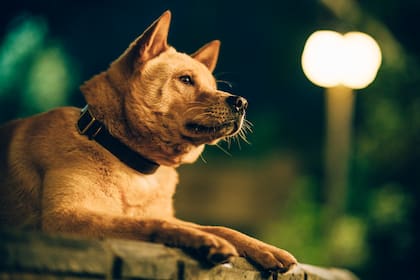 En esta producción china, la raza de Hachiko ya no es más el Akita Inu japonés, sino un perro pastor de ese país