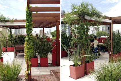 En esta terraza, la planificación del diseño estuvo determinada por los muros y el acceso desde la casa, que ya eran existentes y no podían cambiarse. Las especies que ocupan las macetas son formios y dietes. En la pérgola trepan jazmín azórico y ampelopsis. (Paisajismo: Eugenia Anaya).