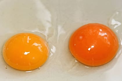 En estaciones como primavera y verano, las gallinas tienen más probabilidades de buscar comida, por lo que las yemas de sus huevos pueden ser más anaranjadas (Pixabay)