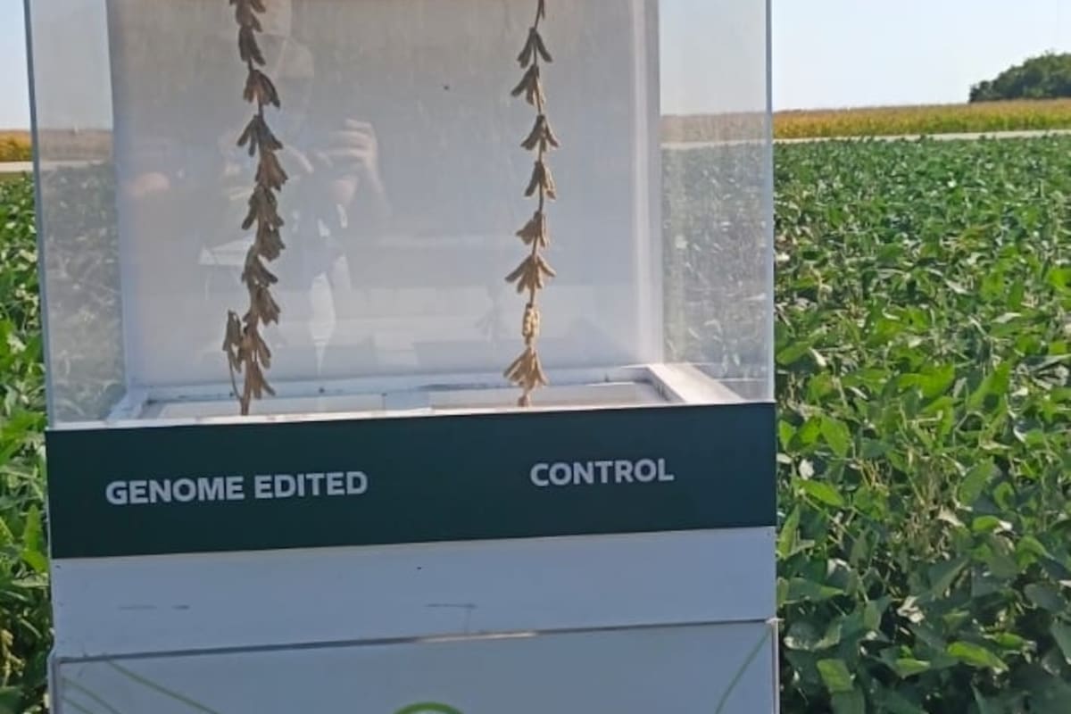 En Estados Unidos Bayer está trabajando en una soja editada para que el cultivo de alto rinde no presente problemas de vuelco