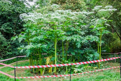 En Estados Unidos identifican a estas plantas y les colocan un cerco para que las personas no se acerquen a ellas