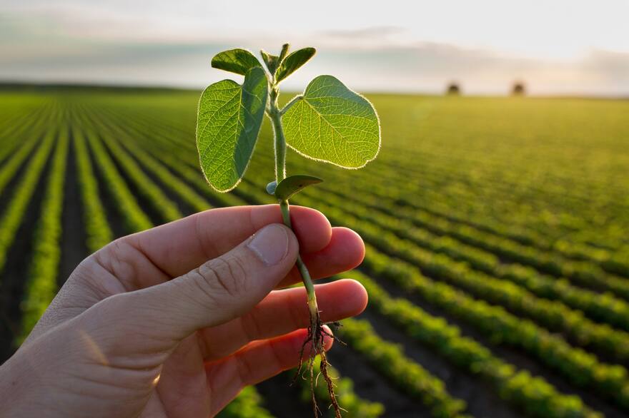 Corteva invierte US$25 millones en Pairwise para revolucionar la agricultura con edición génica