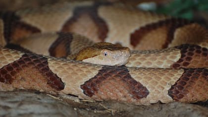 En Estados Unidos se encuentran estos dos tipos de copperhead snakes, la del este y la de bandas anchas