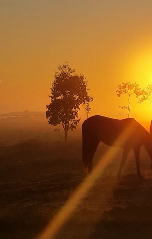 En Estancia Puesto Viejo se pueden visitar las caballerizas del lugar y hacer cabalgatas
