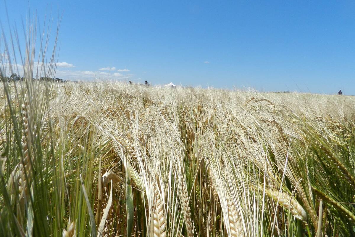 En este ciclo continuaría la tendencia vista en los últimos años de aumento del área sembrada y de la producción de cebada forrajera y cervecera, excepto en la última campaña, muy afectada por la seca