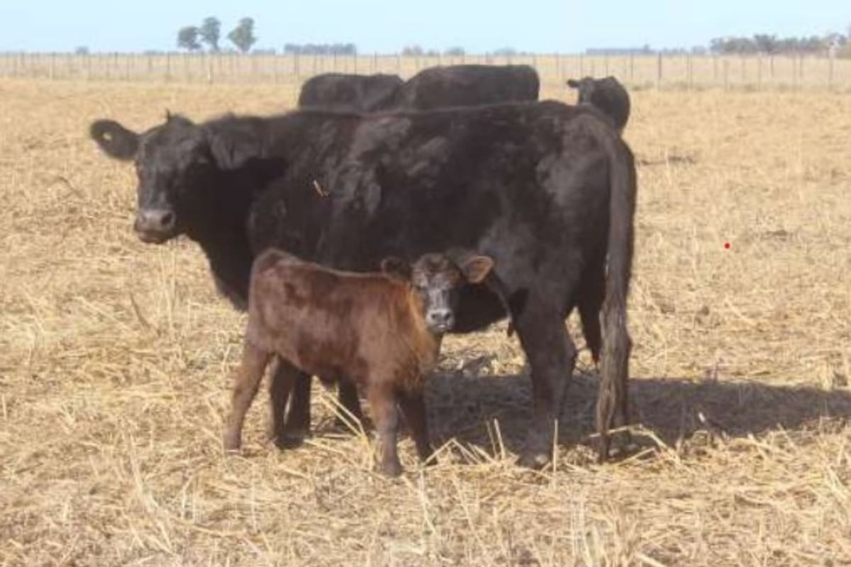 En este contexto de sequía, el productor ganadero, muy afectado por la baja de la producción en lotes de forrajeras perennes y anuales, dilapidó recursos financieros para cubrir ese bache