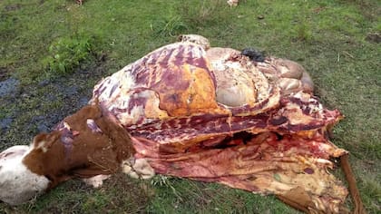 En estos días, como útimo recurso, la familia Giebert enviará una carta a la Dirección Provincial de Delitos Rurales para informar a las autoridades que los animales faenados en su campo equivalen una pérdida de más de $2.300 millones