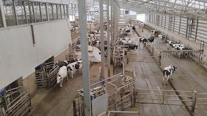 En Fair Oaks, las vacas viven en galpones free stall con cama de estiércol seco y se ordeñan tres veces por día