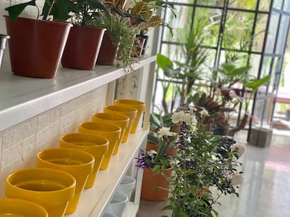 En Fauna podés comprar todo tipo de plantas y además llevarte un gran café de especialidad