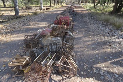 En fila. Más de 4.000 tramperos y jaulas fueron destruidos en un centro de conservación y rescate de fauna silvestre en Mendoza.