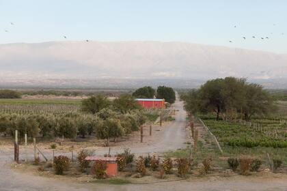 En Finca Albarossa tienen olivos, además de viñas.