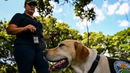 En Florida buscan los caracoles con perros entrenados