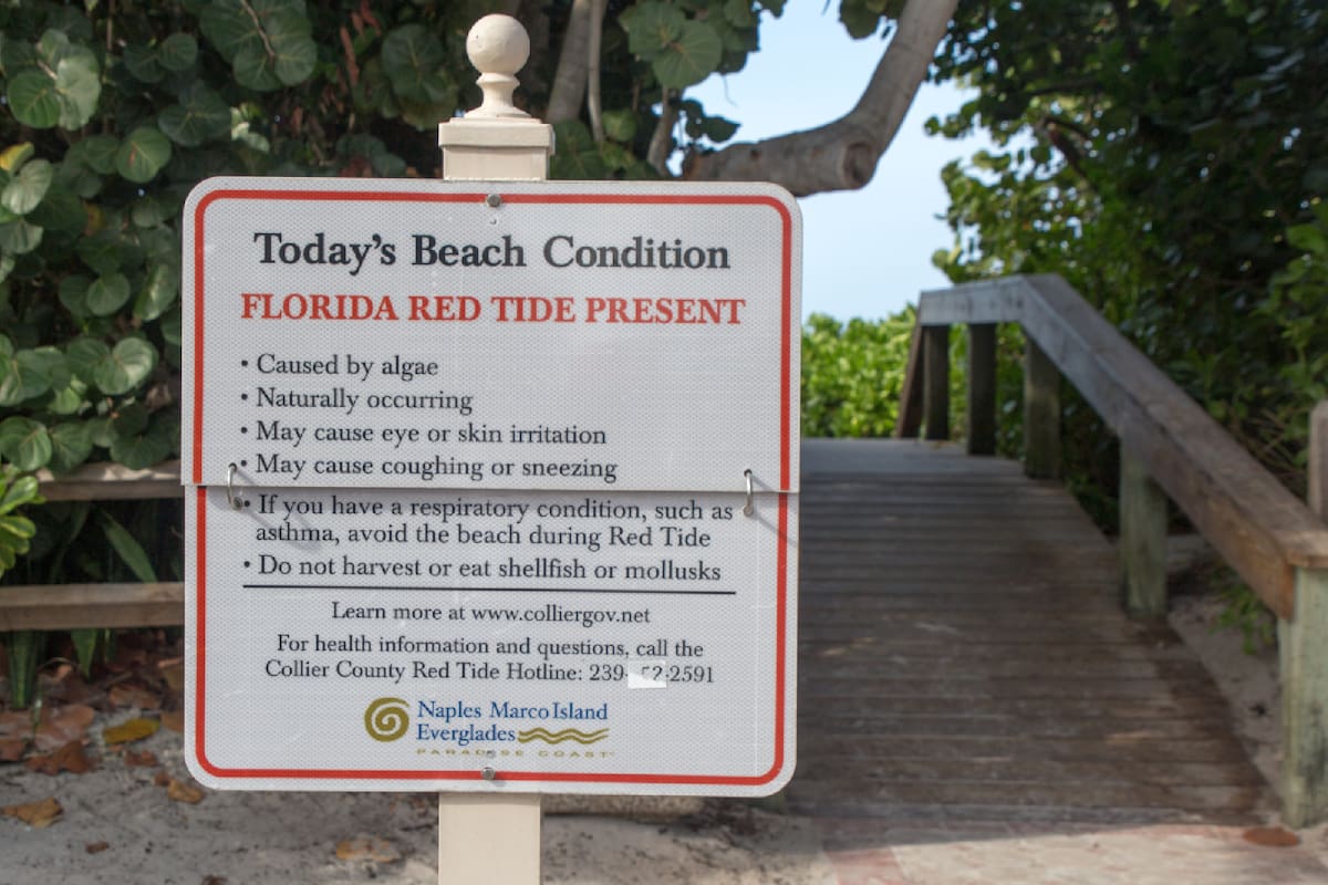 En Florida, cinco personas murieron a causa de una infección por la bacteria Vibrio vulnificus (Foto ilustrativa)