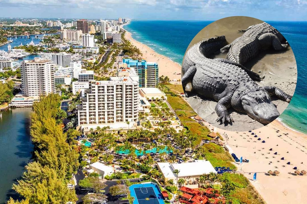 En Florida es muy común la presencia de caimanes (Archivo/Canva)
