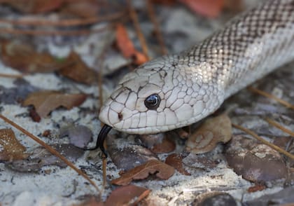 En Florida existen 46 especies de serpientes, de las cuales solo seis son venenosas.