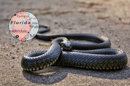 En Florida, la aparición de serpientes en hogares puede ser bastante común; por esto, los especialistas lanzaron una serie de recomendaciones para evitar los encuentros