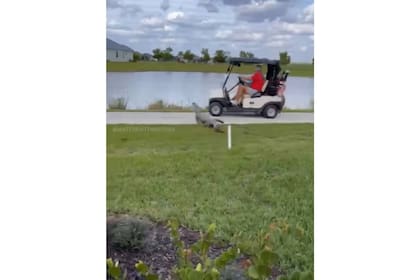 En Florida son populares los encuentros con caimanes