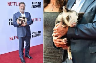 Del estreno de Schwarzenegger junto a su curiosa mascota al caos desatado por Brad Pitt