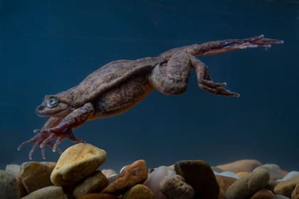 Romeo es la última rana acuática de Sehuencas que se conocía. Hace diez años que vive en solitario en un acuario del Museo de Historia Natural Alcide d´Orbigny