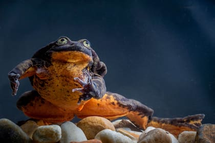 Aún no se produjo el esperado apareamiento, pero se harán todos los intentos posibles para preservar la especie